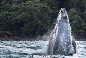 young humpback whale jumping in the ocean by Susanna Randazzo 